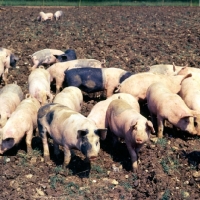 Picture of young commercial pigs free range in ploughed field