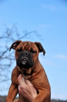 Picture of young Continental Bulldog