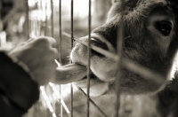 Picture of young cow licking woman's hand