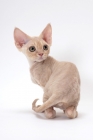 Picture of young cream Devon Rex, back view, white background