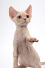 Picture of young cream Devon Rex, begging, white background