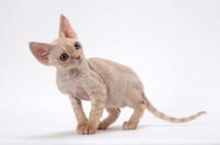 Picture of young cream Devon Rex, looking away, white background