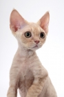 Picture of young cream Devon Rex, looking away, white background
