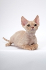 Picture of young cream Devon Rex, lying down, white background