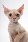 Picture of young cream Devon Rex, portrait, white background