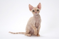 Picture of young cream Devon Rex, sitting down, white background