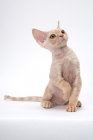 Picture of young cream Devon Rex, sitting down, white background