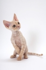 Picture of young cream Devon Rex, standing on hind legs, white background