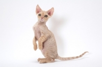 Picture of young cream Devon Rex, standing on hind legs, white background