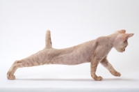 Picture of young cream Devon Rex, stretching 