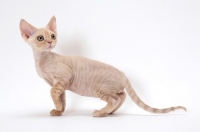 Picture of young cream Devon Rex, white background