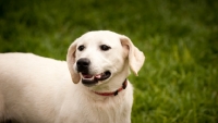 Picture of young cream Labrador Retriever