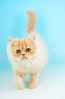 Picture of young cream persian cat