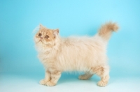 Picture of young cream Persian