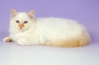 Picture of young cream point Birman
