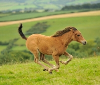 Picture of young cross bred foal running