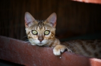 Picture of young curious bengal cat