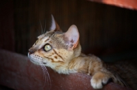 Picture of young curious bengal cat