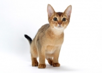 Picture of young curious ruddy abyssinian cat 