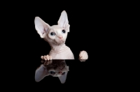 Picture of young curious Sphynx cat