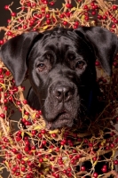 Picture of young cute Cane Corse with decoration