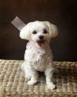 Picture of young, cute, cheerful Maltese