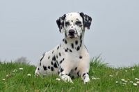 Picture of young Dalmatian lying on grass