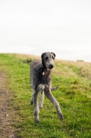 Picture of young Deerhound in field