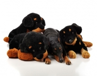 Picture of young Dobermann puppy amongst toys