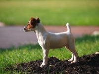 Picture of young docked Jack Russell Terrier puppy