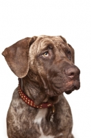 Picture of young Dogo Canario head study
