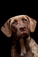 Picture of young Dogo Canario on black background