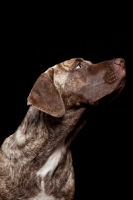 Picture of young Dogo Canario on black background