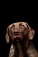 Picture of young Dogo Canario on black background