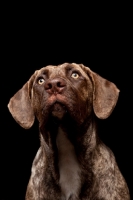 Picture of young Dogo Canario on black background, looking up