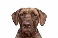 Picture of young Dogo Canario, portrait, looking at camera