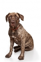 Picture of young Dogo Canario sitting on white background