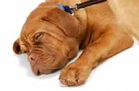 Picture of young Dogue de Bordeaux asleep
