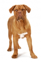 Picture of young Dogue de Bordeaux on white background