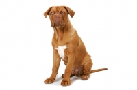 Picture of young Dogue de Bordeaux sitting on white background