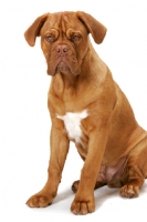 Picture of young Dogue de Bordeaux