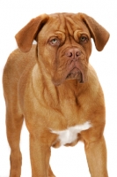 Picture of young Dogue de Bordeaux