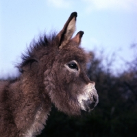 Picture of young donkey head study