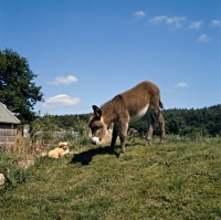 Picture of young donkey looking at tibetan spaniel puppy