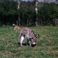 Picture of young donkey scratching head with hoof