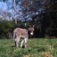 Picture of young donkey turning to look at camera