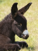 Picture of young donkey