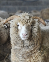 Picture of young Dorset Horn