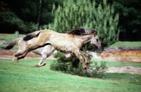 Picture of young dulmen pony flying along in merfelder bruch, germany