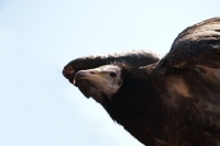 Picture of young Egyptian Vulture getting ready to take off 